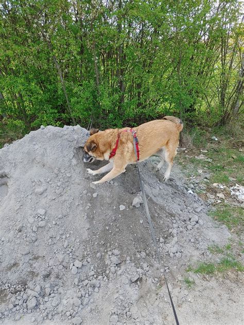 Malinois Dog Domestic Animal - Free photo on Pixabay - Pixabay