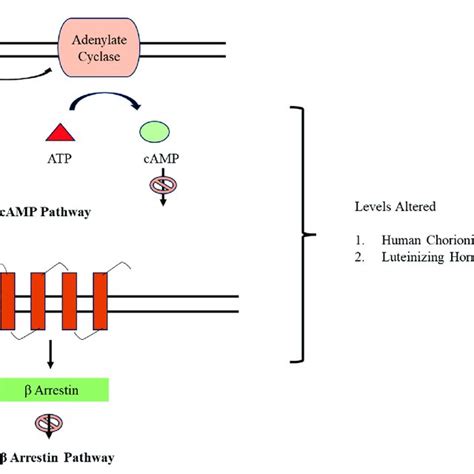 Pathway Inhibition By Ddt Ddt Alters The Levels Of Human Chorionic