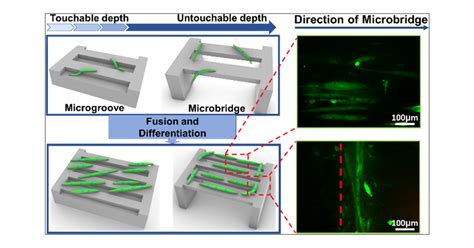 Effect Of Anisotropic Structural Depth On Orientation And