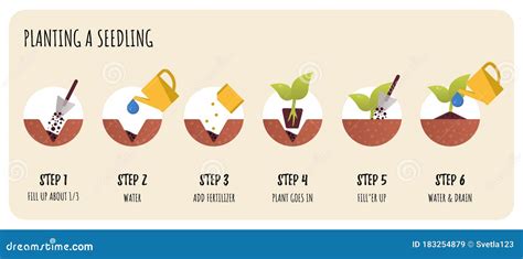 Steps In Transplanting Seedlings Seedling Gardening Plant Stock Vector