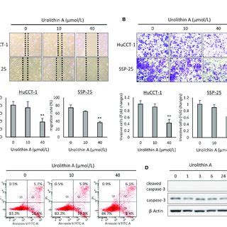 Effects Of UA On Cell Migration Invasion And Apoptosis Progression In