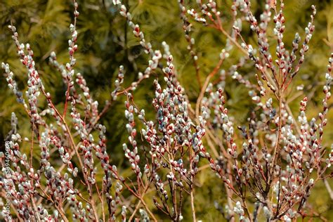 Pussy Willow Salix Caprea Spring Messenger Common Species Of Willow Native To Europe And