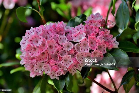 Kalmia Latifolia Moutain Laurel Broadleaf Evergreen Shrub With Abundant