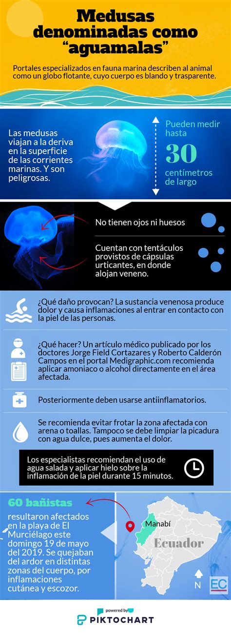 Medusas Medusa Surf Deportes Extremos