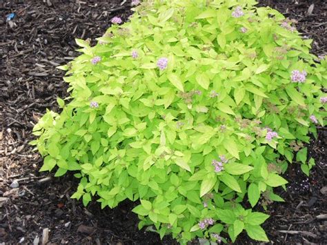 A Guide To Northeastern Gardening Feature Spring Flowering Shrub Spirea