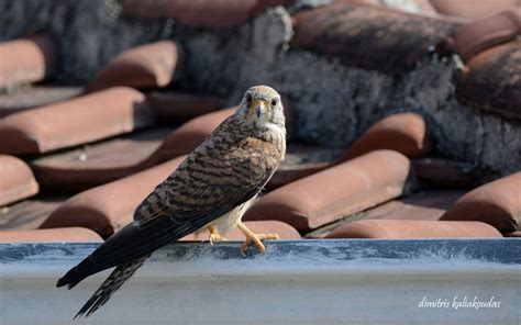 Lesser Kestrel | Greek Nature Encyclopedia