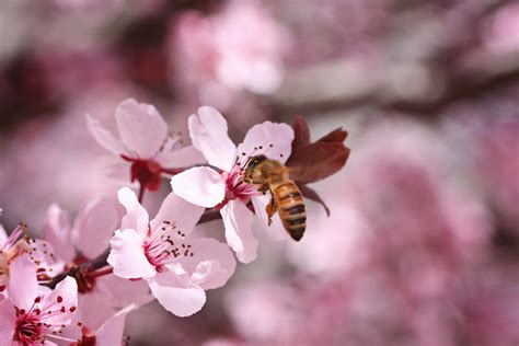 Saturday Stuff – Spring blossoms | Morning Bray Farm