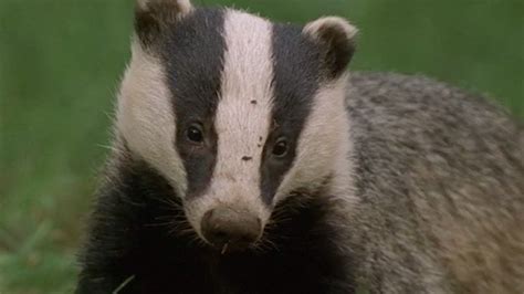 Underground Labyrinth Of Badgers Natural World Badgers Secrets Of