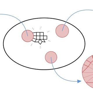 Cone-cells in a disc diagram. In figures we will often omit the cell... | Download Scientific ...