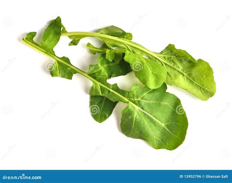 Rocket_leaf_01 stock photo. Image of plants, salad, arugula - 13952796