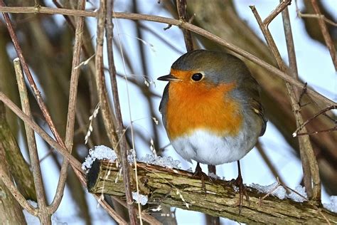 Robin P Jaro Sucursales Foto Gratis En Pixabay Pixabay