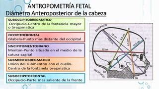 Movil Fetal Antropometria Modalidas De Presentacion Actitud Fetal PPT