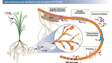 New method unearths improved understanding of soil microbial ...