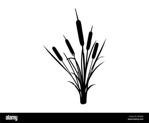 Cattail Silhouette Vector Art White Background Stock Vector Image And Art Alamy