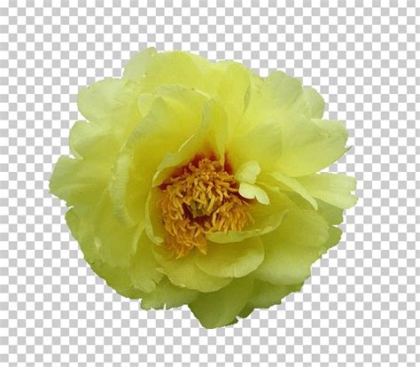 Moutan Peony PNG, Clipart, Annual Plant, Blog, Clip Art, Computer Icons ...