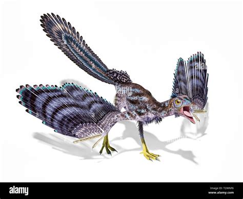 Archaeopteryx Dinosaur