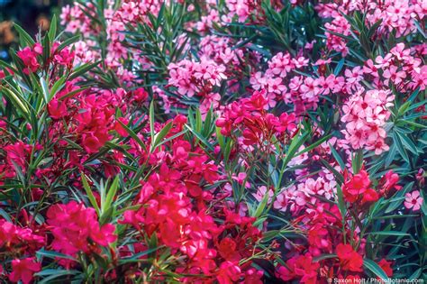 Oleander - Summer-Dry | Celebrate Plants in Summer-Dry Gardens