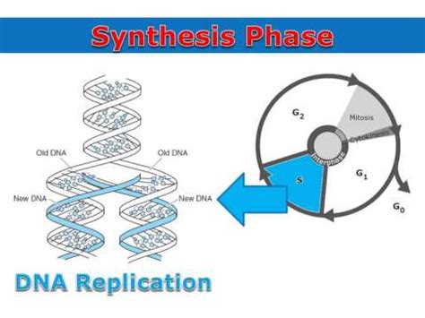 G1 Phase (Interphase) — Overview & Diagrams - Expii