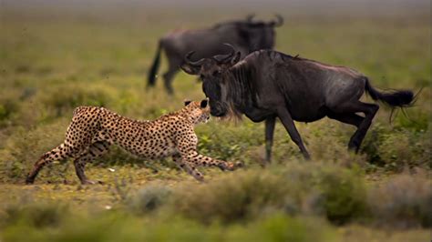 Survival Of The Cheetah Documentary On How Cheetahs Hunt And Survive