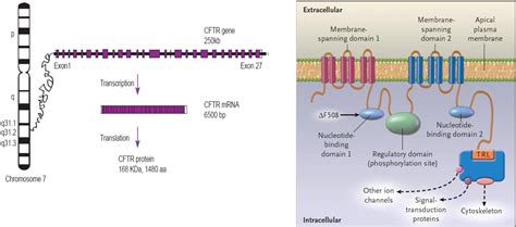 Molecular Biology And Biochemistry Of Cystic Fibrosis