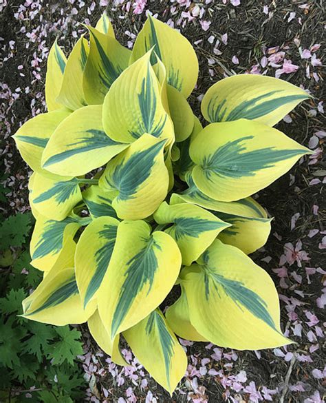 Hosta Photo Library