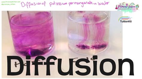 Diffusion Revision For Biology Gcse And Igcse Youtube