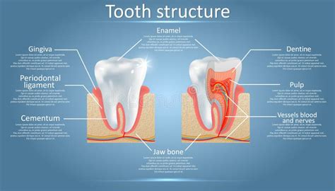 Anatomía Del Vector Y Diagrama Dentales De La Estructura Del Diente