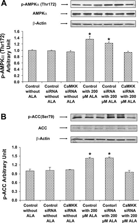 Effect Of CaMKK Silence On ALA Stimulated AMPK Activation C2C12