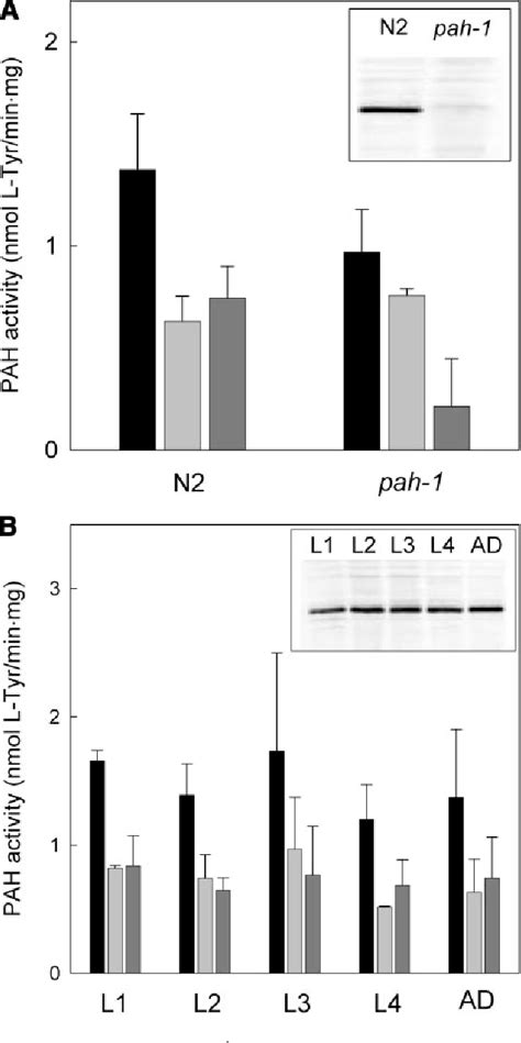 Figure From The Faseb Journal Research Communication Anabolic