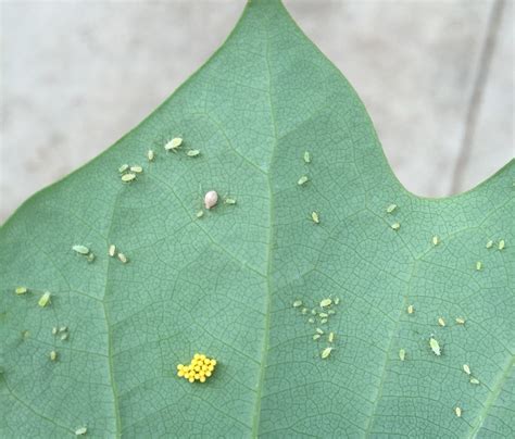 Can You Eat Aphid Honeydew at Terri Whobrey blog