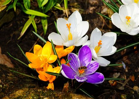 Crocuses Blossoms Spring Free Photo On Pixabay Pixabay