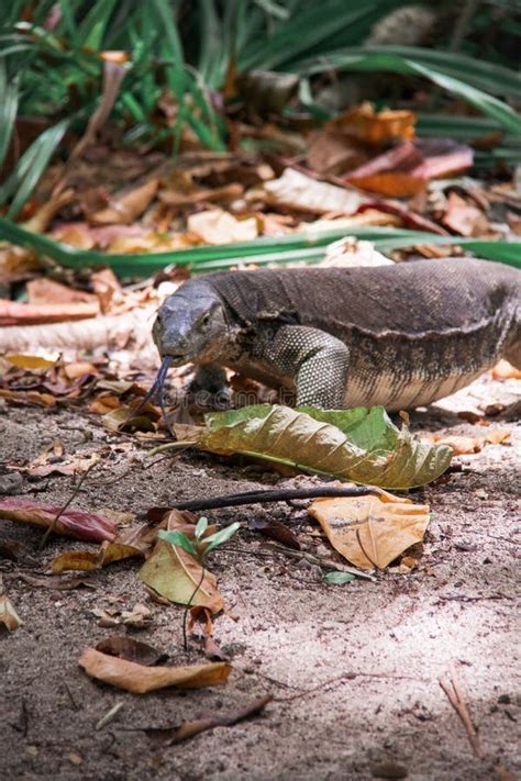 Lizard with Forked Tongue Walking on the Sand Stock Photo - Image of ...