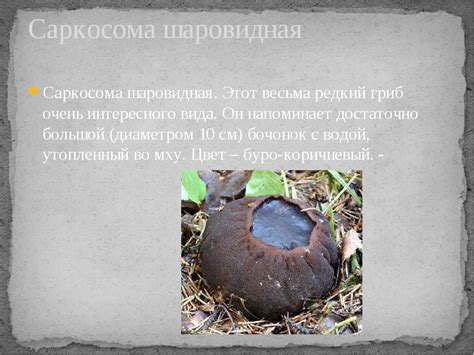 Гриб Саркосома шаровидная: лечебные свойства