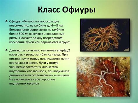 Тип Иглокожие - презентация онлайн