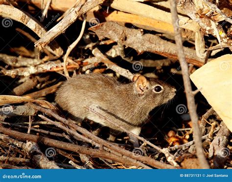 Rodent Digs Aperea on the Ground in Its Natural Habitat Stock Image - Image of south, ground ...