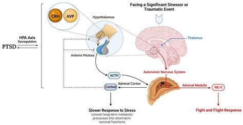 Brain Sciences Free Full Text Hypothalamus And Post Traumatic