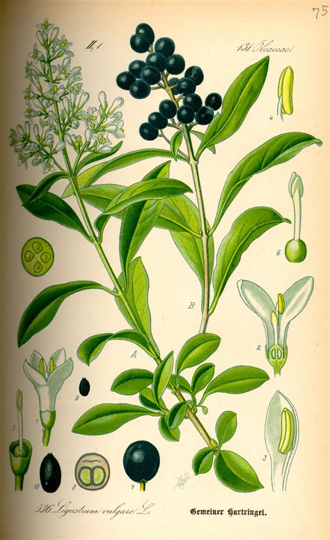 File:Illustration Ligustrum vulgare0.jpg - Wikimedia Commons