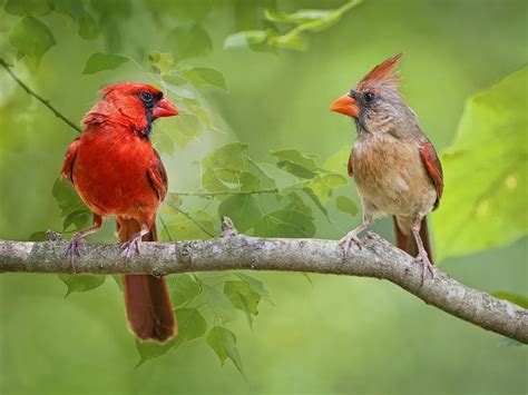 Do Cardinals Mate For Life Birdfact