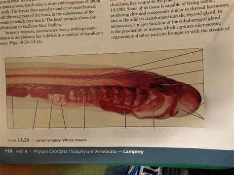 Diagram Of Lamprey Larvae Quizlet