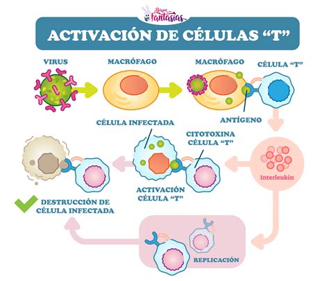 Activacion De Las Celulas T Juegos Infantiles