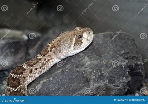 Snake On A Rock Stock Image Image Of Preying Frightening 4822927