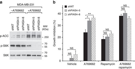 Pias Depletion Potentiates Ampk Activity Towards Mtorc And Inhibits