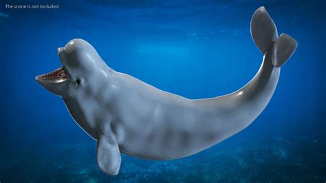 Beluga Whale Young Playful Pose 3d Model 99 3ds Blend C4d Fbx