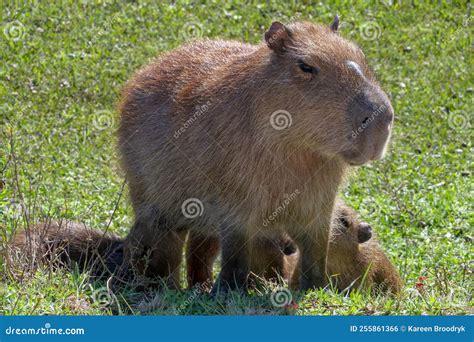 Femelle Capybara Hydrochoerus Hydrochaeris Allaitant Ses Petits