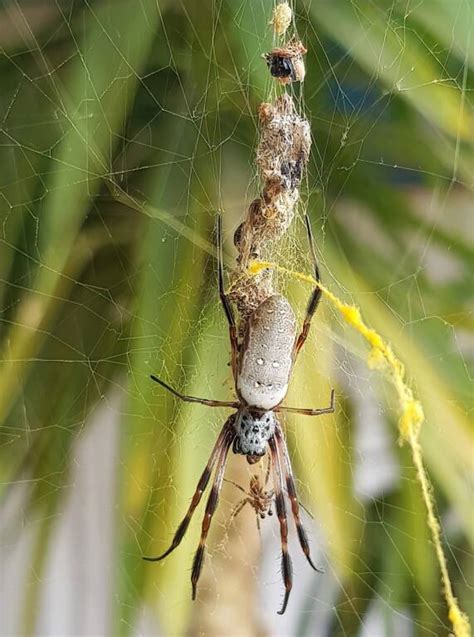 Golden Orb Weaver Dimorphic Males Ausemade