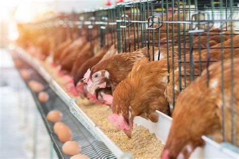 Premium Photo Hen Chicken Eggs And Chickens Eating Food In Farm