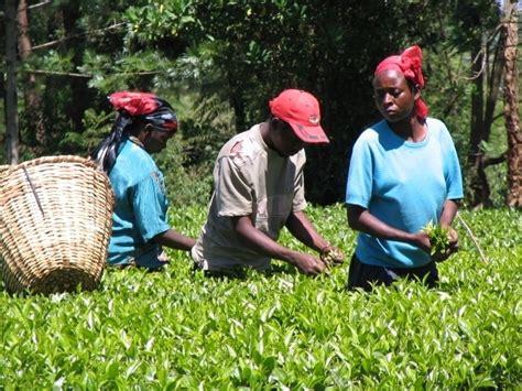 Tea Farmers Get KES 5 Per Kilo In Mini Pay Graduate Farmer