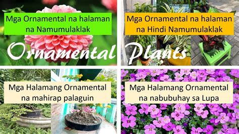 Halimbawa Ng Halamang Ornamental Na Di Namumulaklak - pinamakabagong