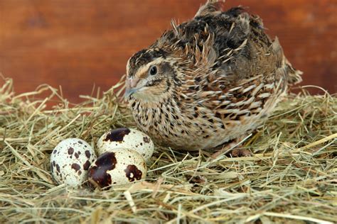 Quail Eggs & Why They're Perfect For Any Homesteader