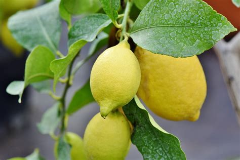 10 Most Surprising Benefits Of Lemons Unlocking Power Of Citrus